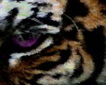 tiger eye.jpg (81860 bytes)